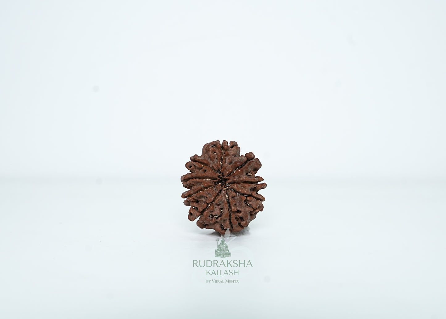 9 Mukhi Nepali Rudraksha - 0915