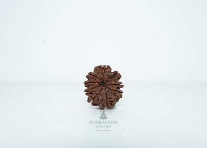 9 Mukhi Nepali Rudraksha - 0915