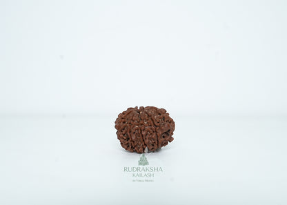 9 Mukhi Nepali Rudraksha - 0915