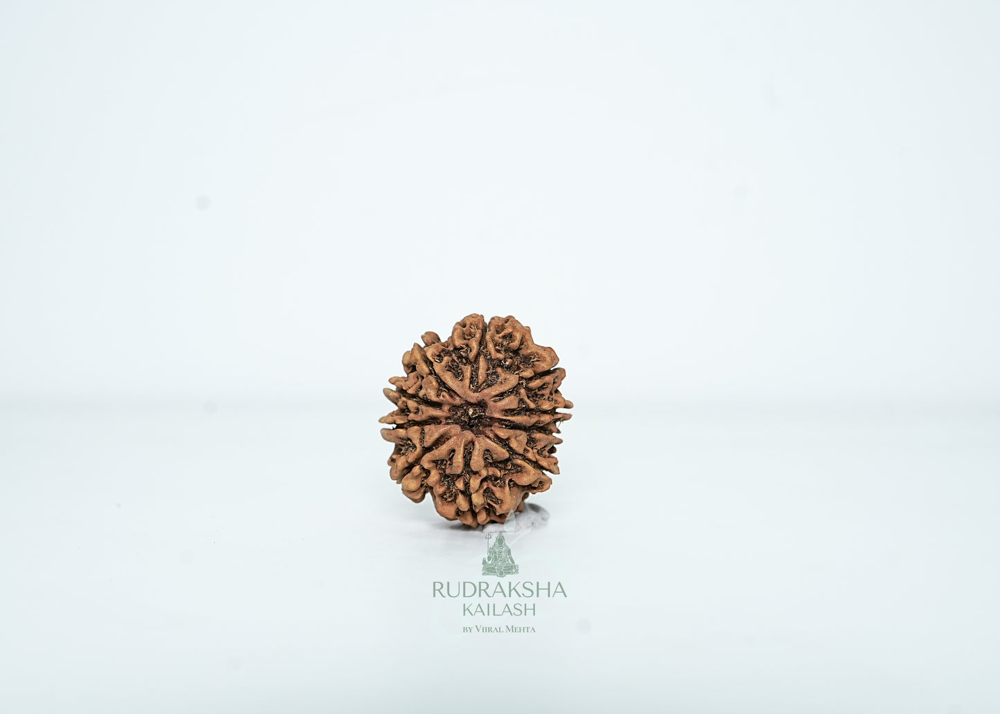 10 Mukhi Nepali Rudraksha - 1001