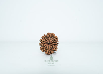 10 Mukhi Nepali Rudraksha - 1001