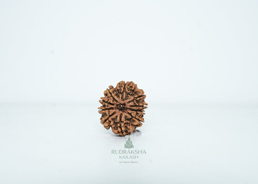 10 Mukhi Nepali Rudraksha - 1001