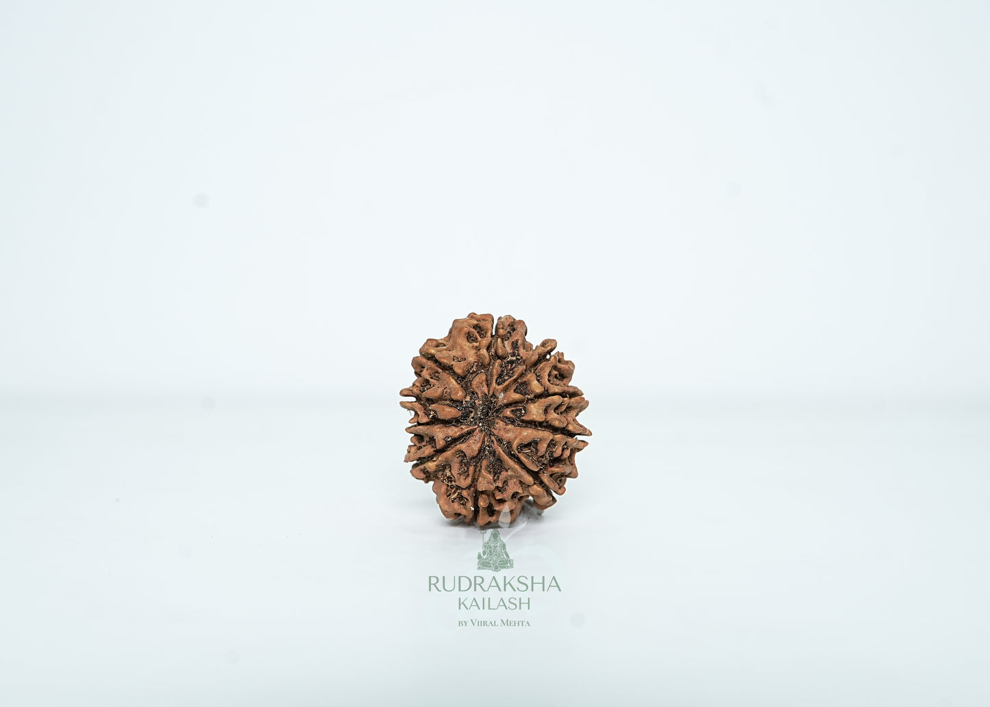 10 Mukhi Nepali Rudraksha - 1001