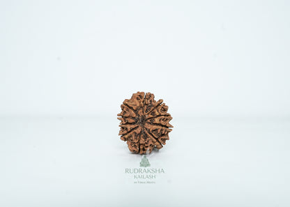 10 Mukhi Nepali Rudraksha - 1001