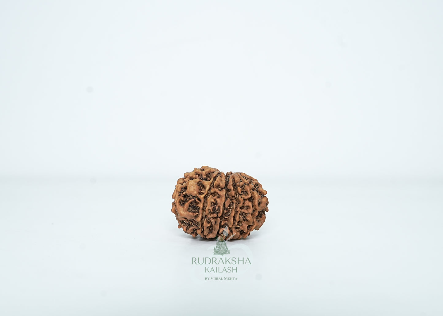 10 Mukhi Nepali Rudraksha - 1001