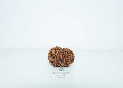 10 Mukhi Nepali Rudraksha - 1001