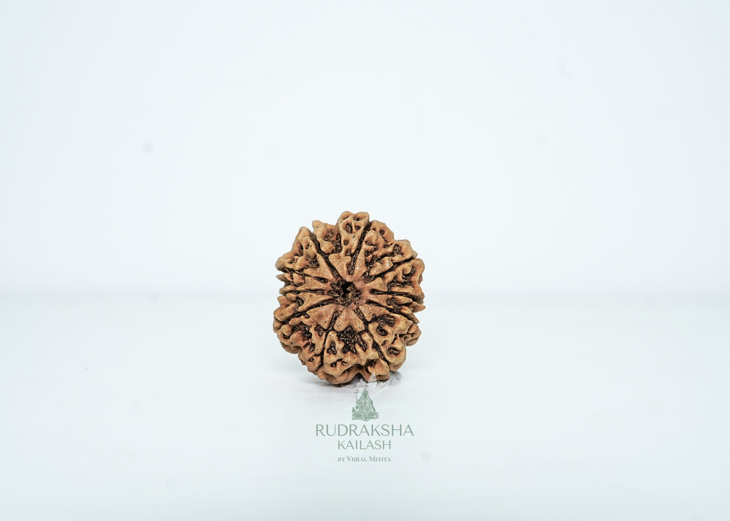 10 Mukhi Nepali Rudraksha - 1002