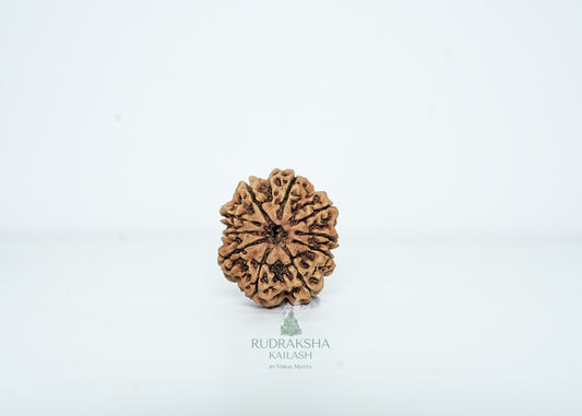 10 Mukhi Nepali Rudraksha - 1002