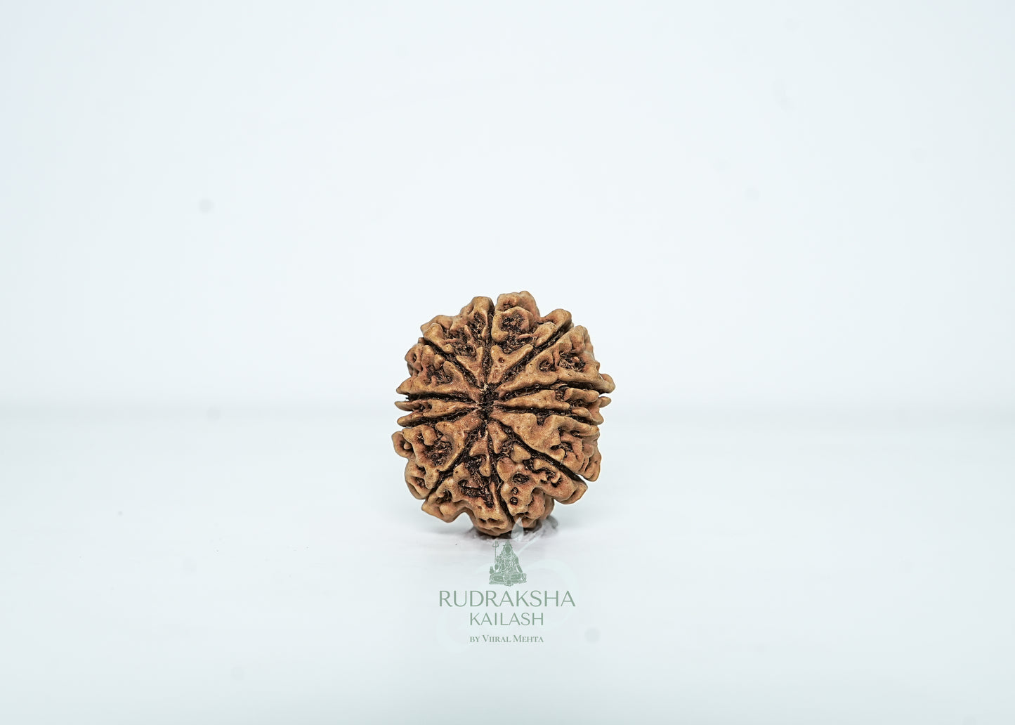 10 Mukhi Nepali Rudraksha - 1002