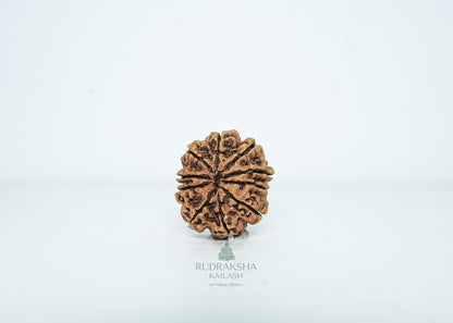 10 Mukhi Nepali Rudraksha - 1002