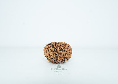 10 Mukhi Nepali Rudraksha - 1002
