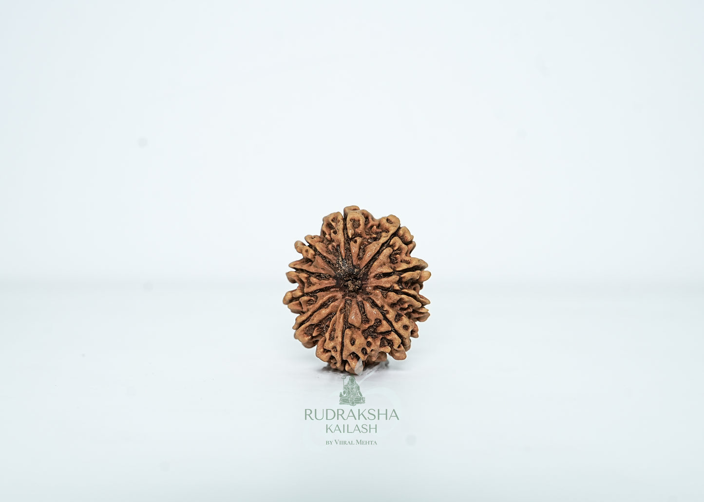 10 Mukhi Nepali Rudraksha - 1003