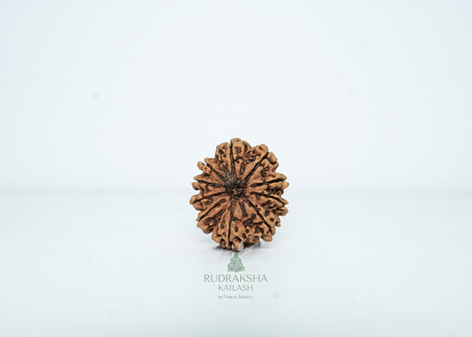 10 Mukhi Nepali Rudraksha - 1003