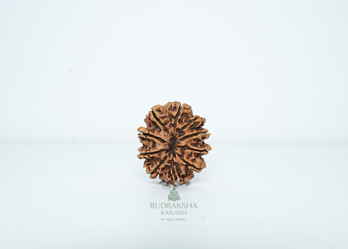 10 Mukhi Nepali Rudraksha - 1003