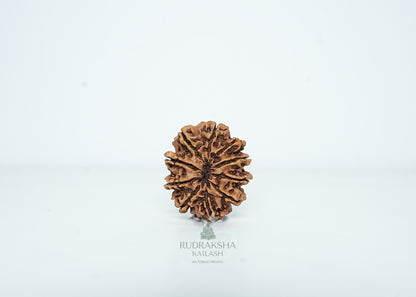 10 Mukhi Nepali Rudraksha - 1003