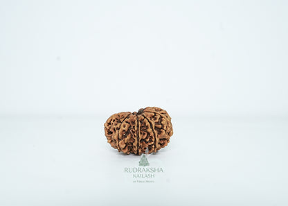10 Mukhi Nepali Rudraksha - 1003