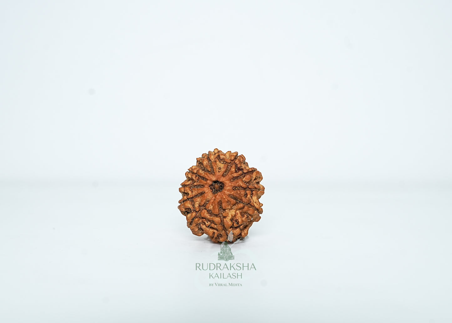 10 Mukhi Nepali Rudraksha - 1004
