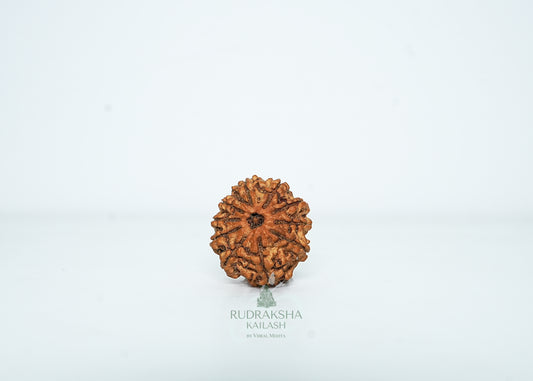 10 Mukhi Nepali Rudraksha - 1004