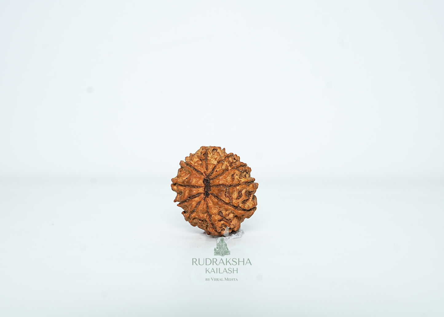 10 Mukhi Nepali Rudraksha - 1004