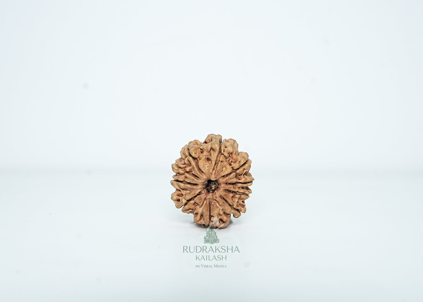 10 Mukhi Nepali Rudraksha - 1005