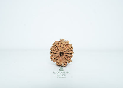 10 Mukhi Nepali Rudraksha - 1005
