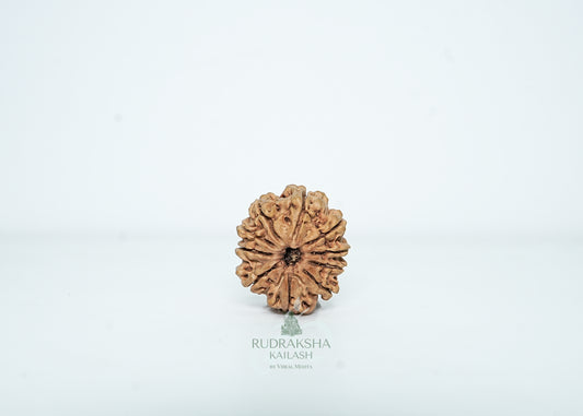 10 Mukhi Nepali Rudraksha - 1005