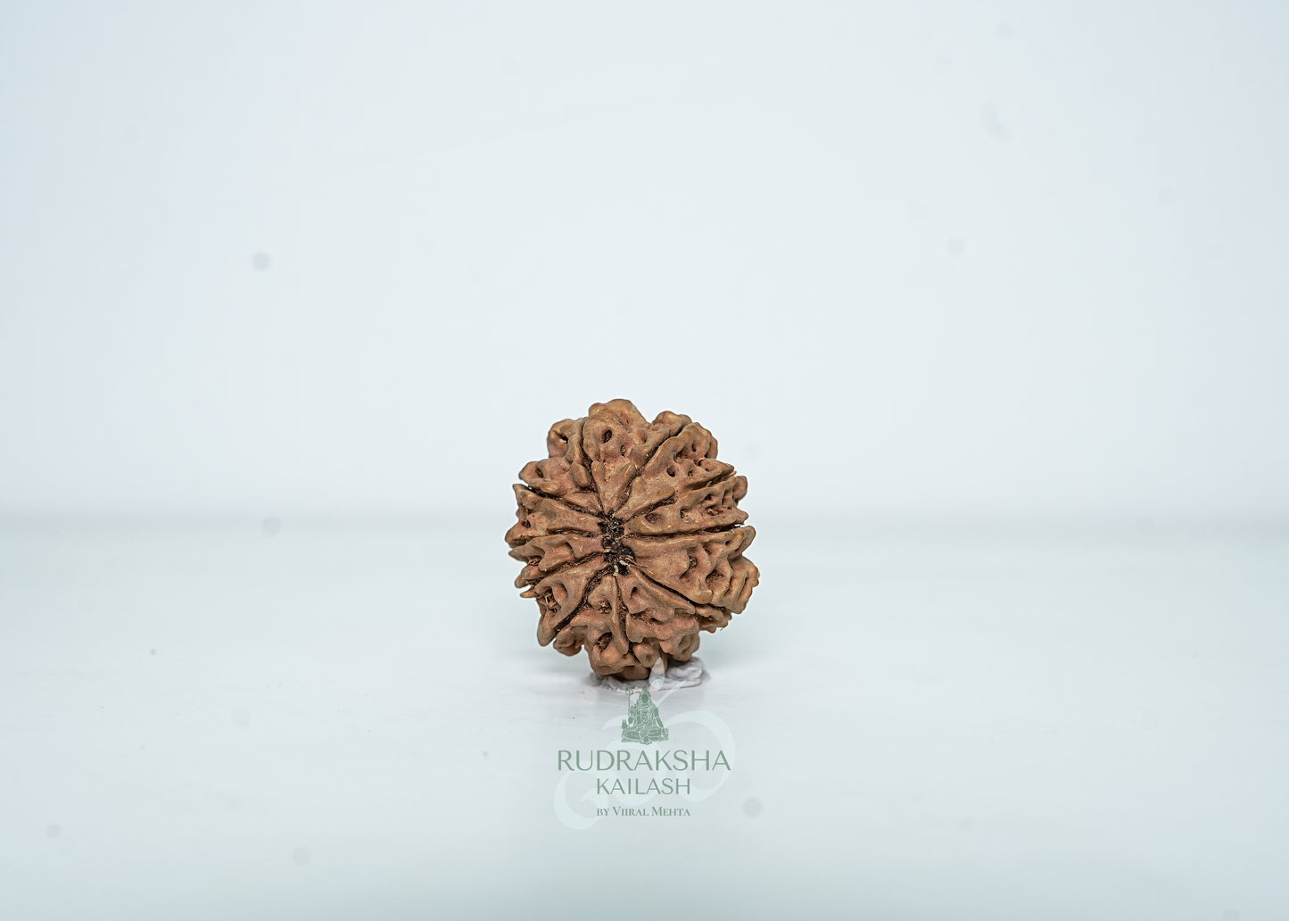 10 Mukhi Nepali Rudraksha - 1005