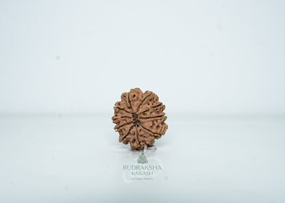 10 Mukhi Nepali Rudraksha - 1005
