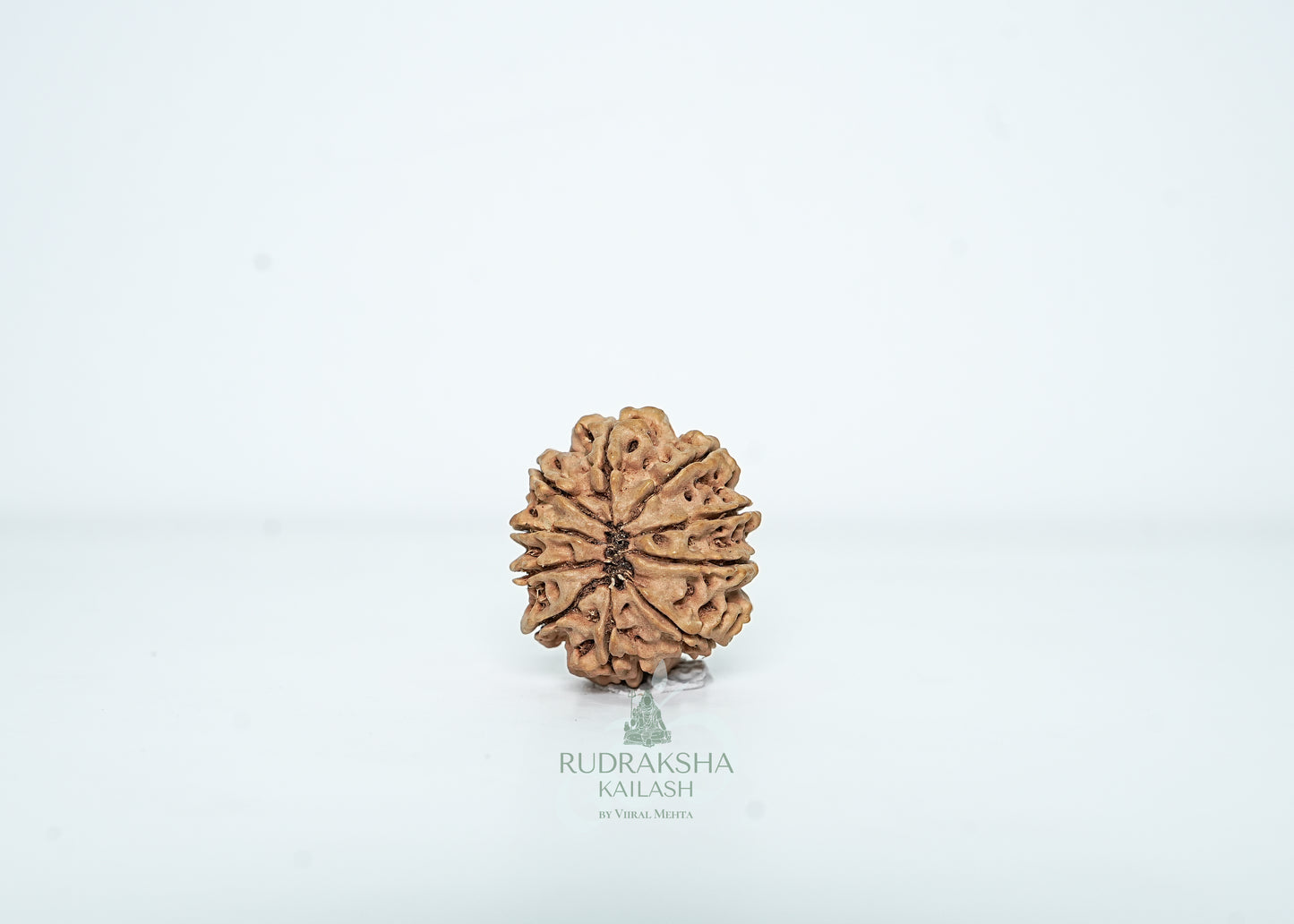 10 Mukhi Nepali Rudraksha - 1005