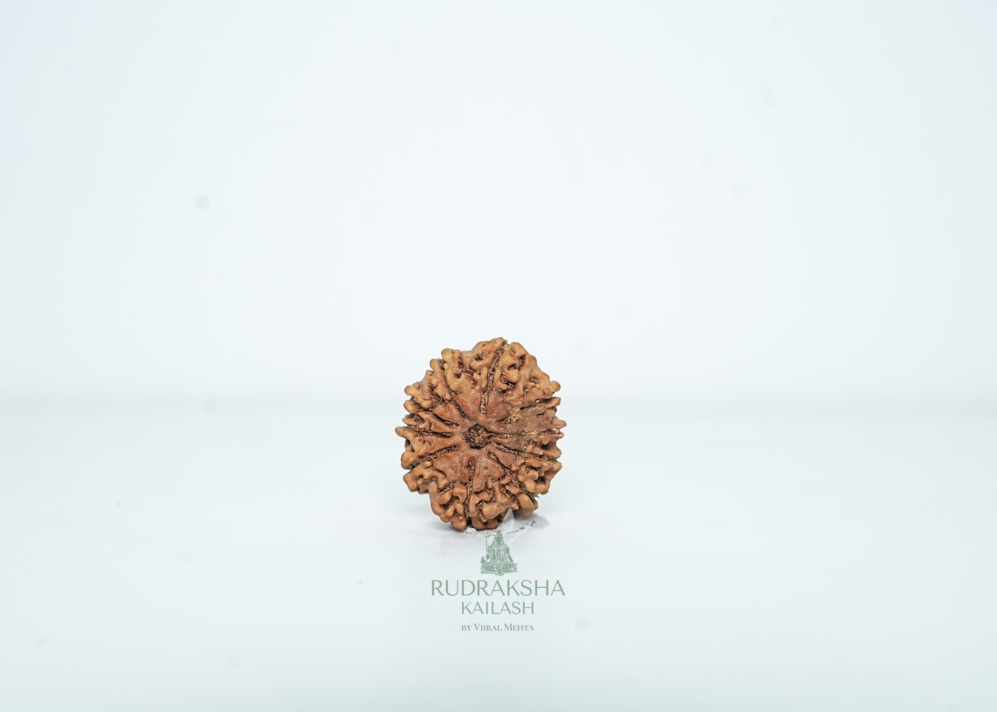 10 Mukhi Nepali Rudraksha - 1006