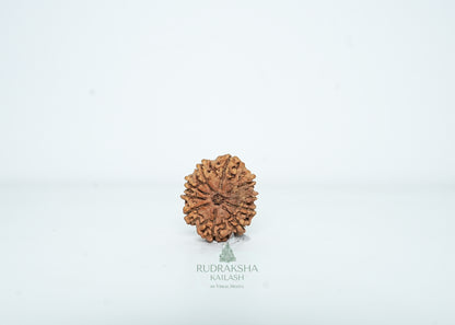 10 Mukhi Nepali Rudraksha - 1006