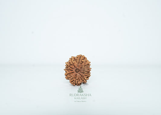 10 Mukhi Nepali Rudraksha - 1006