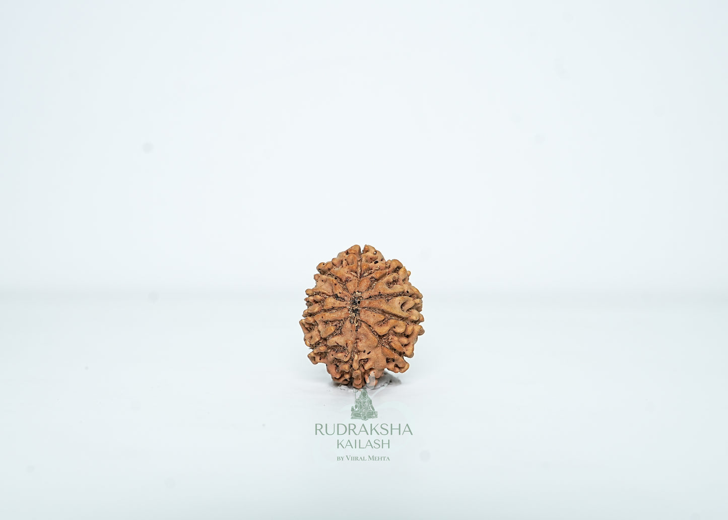 10 Mukhi Nepali Rudraksha - 1006