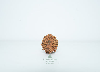 10 Mukhi Nepali Rudraksha - 1006