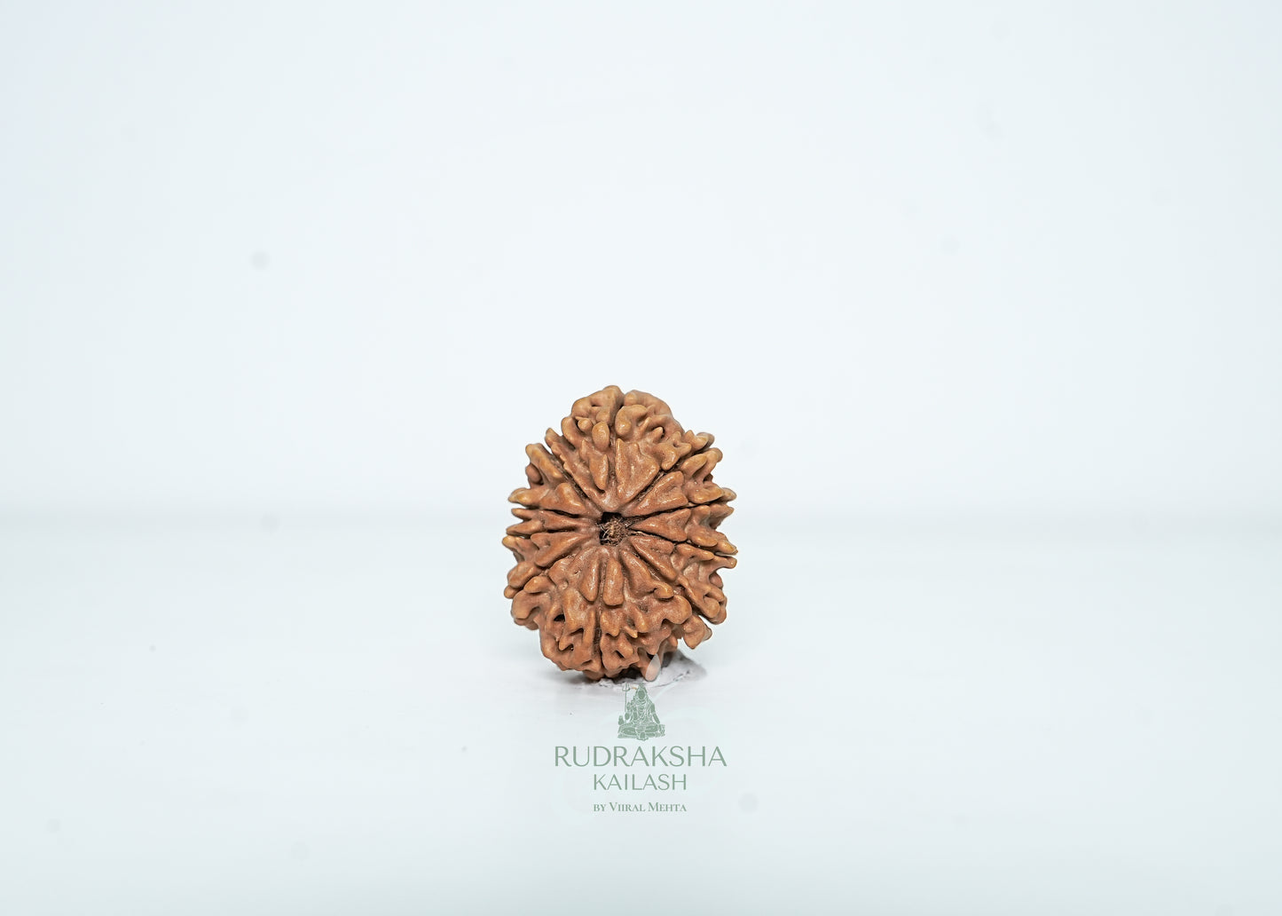 10 Mukhi Nepali Rudraksha - 1007