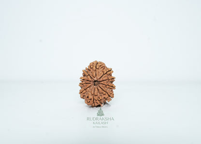 10 Mukhi Nepali Rudraksha - 1007