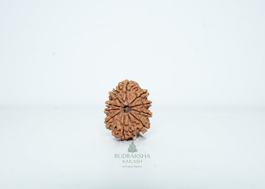 10 Mukhi Nepali Rudraksha - 1007