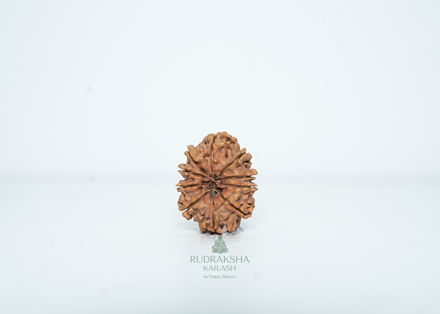 10 Mukhi Nepali Rudraksha - 1007