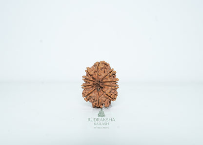 10 Mukhi Nepali Rudraksha - 1007