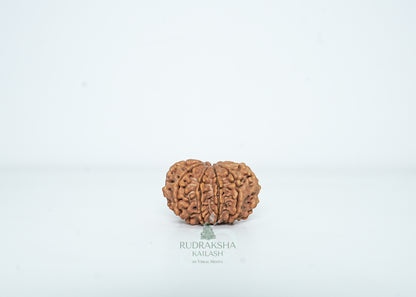 10 Mukhi Nepali Rudraksha - 1007