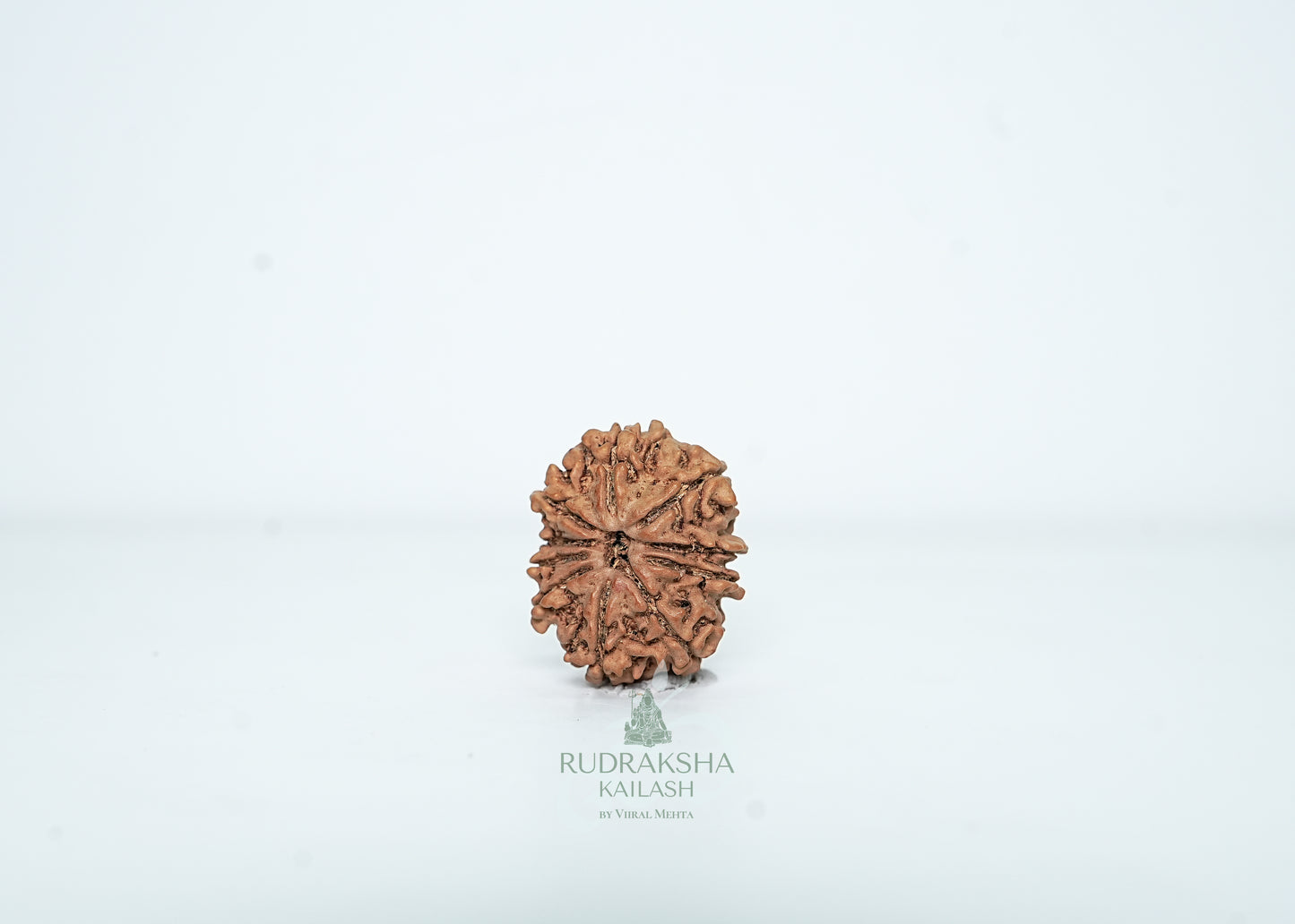 10 Mukhi Nepali Rudraksha - 1008