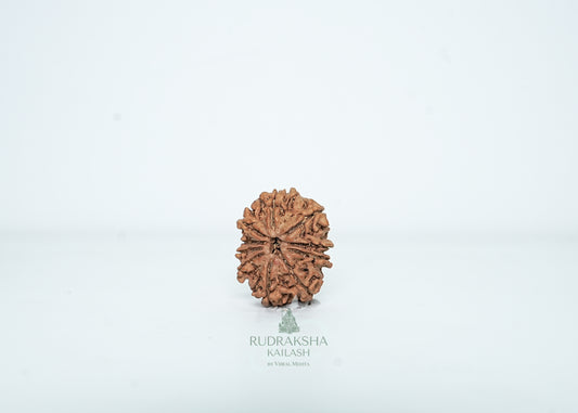 10 Mukhi Nepali Rudraksha - 1008