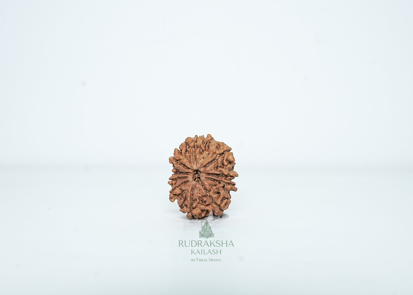10 Mukhi Nepali Rudraksha - 1008