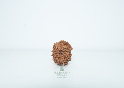 10 Mukhi Nepali Rudraksha - 1008