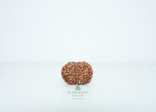 14 Mukhi Nepali Rudraksha - 1411
