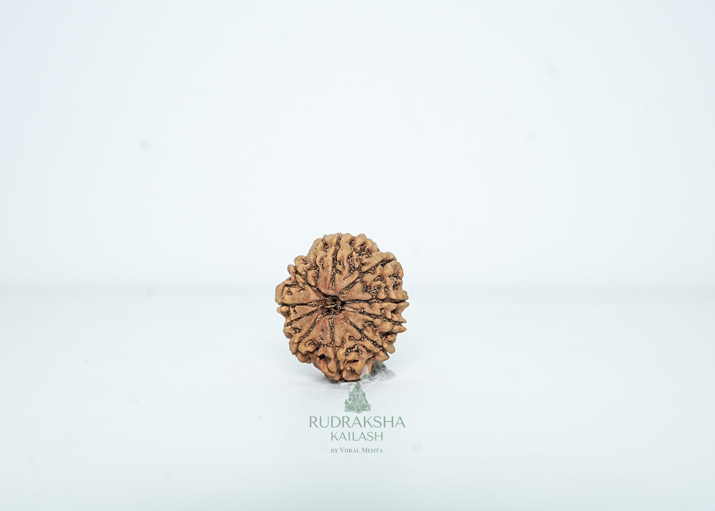 10 Mukhi Nepali Rudraksha - 1009