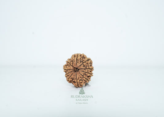 10 Mukhi Nepali Rudraksha - 1009