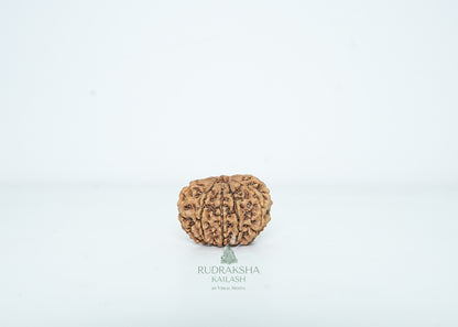 10 Mukhi Nepali Rudraksha - 1009