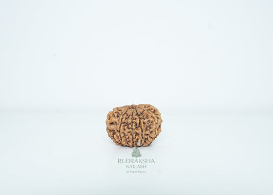 14 Mukhi Nepali Rudraksha - 1412