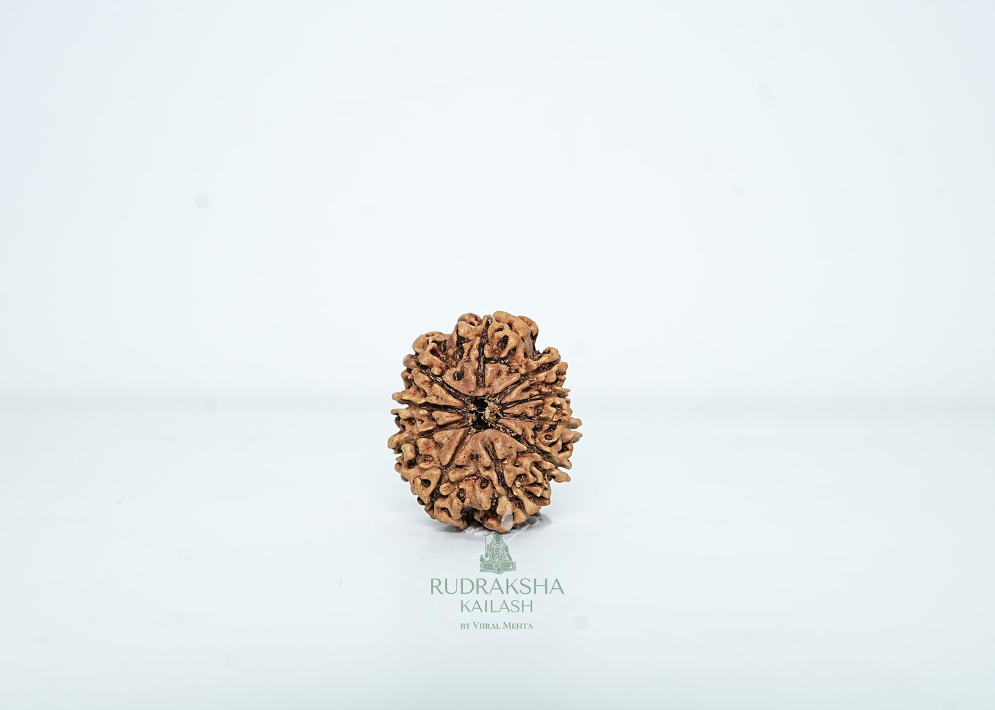 10 Mukhi Nepali Rudraksha - 1010